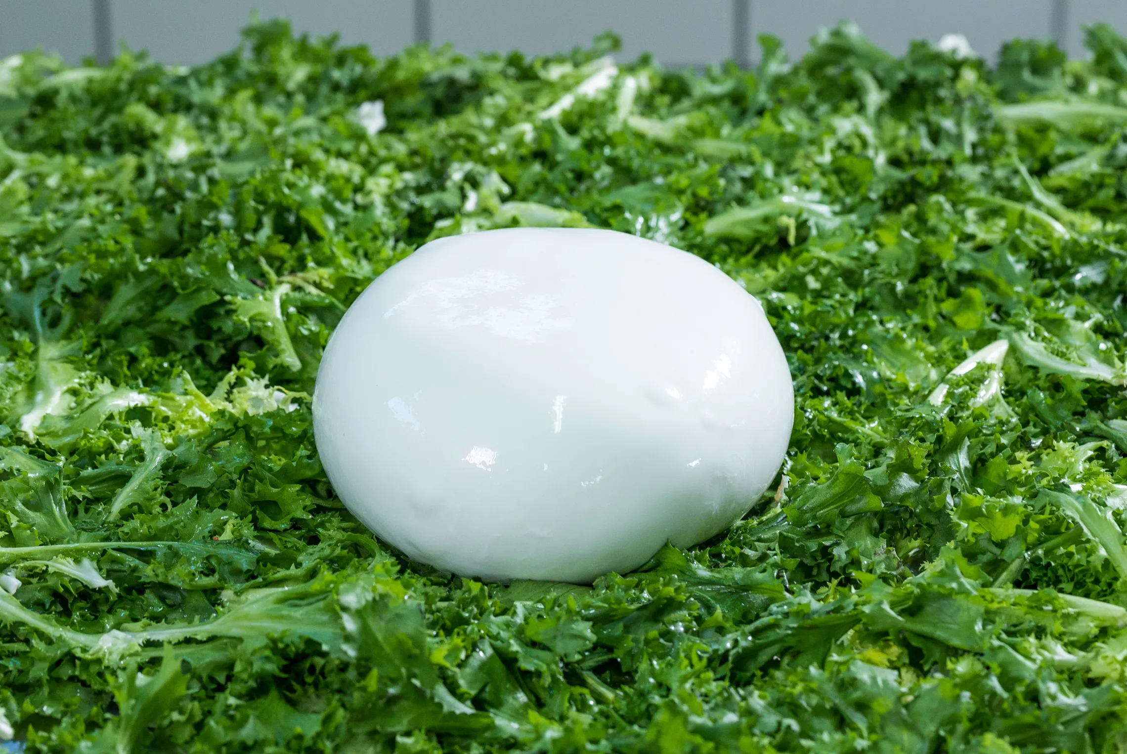 Mozzarella di Bufala Campana DOP 2 Mozzarella di Bufala Campana DOP tagliata con interno morbido